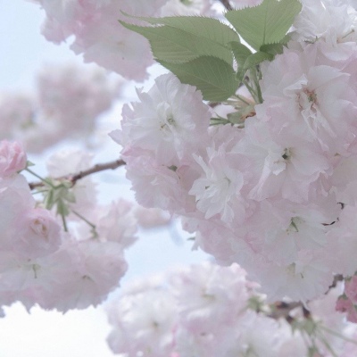 阿尔山福瑞交流群